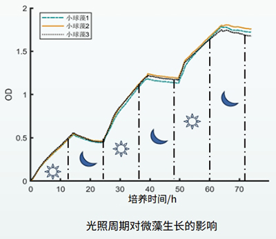 光照周期對(duì)光藻的影響